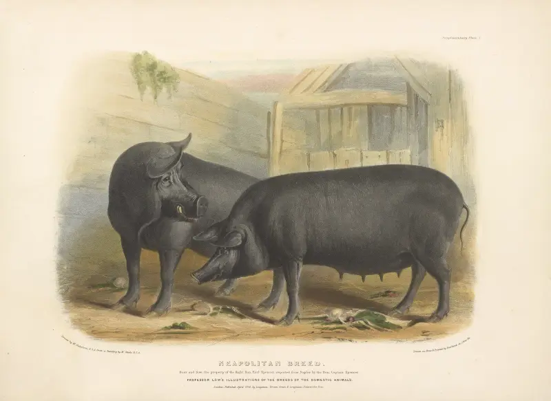 The Neapolitan Breed av David Low