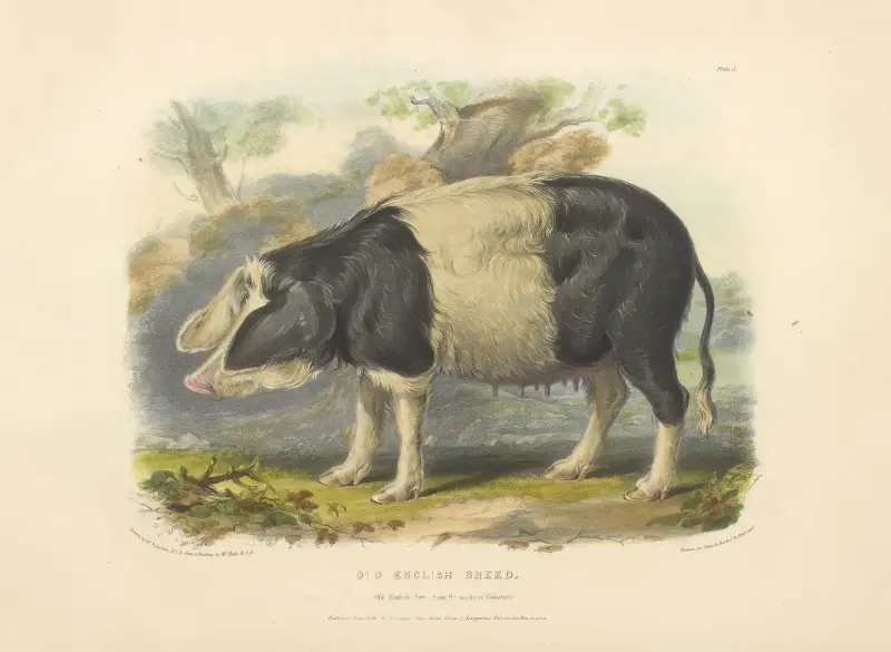 The Old English Breed av David Low