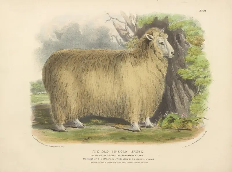 The Old Lincoln Breed av David Low