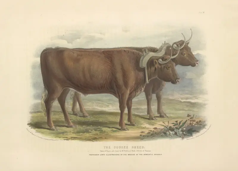 The Sussex Breed av David Low