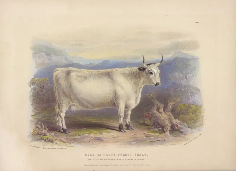 The Wild or White Forest Breed, 1842 – nr 1 av David Low