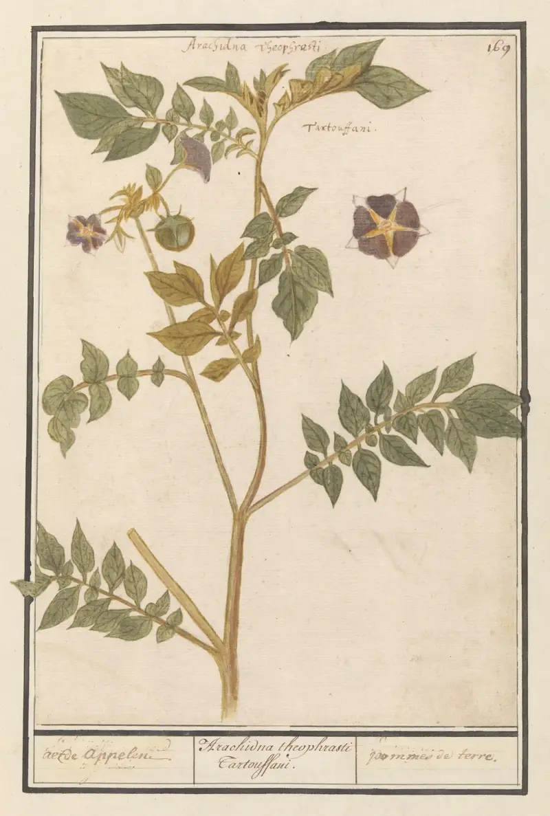 Potatis (Solanum tuberosum) jordäpplen av Anselmus Boëtius de Boodt