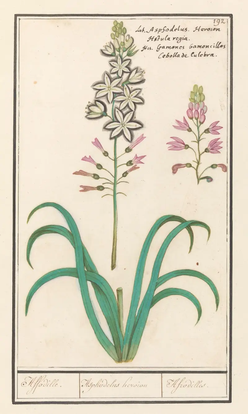 Affodil (Asphodelus) av Anselmus Boëtius de Boodt