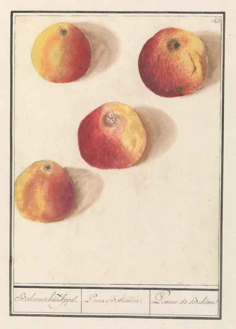 Apfel (Malus domestica) Böhmischer Apfel von Anselmus Boëtius de Boodt