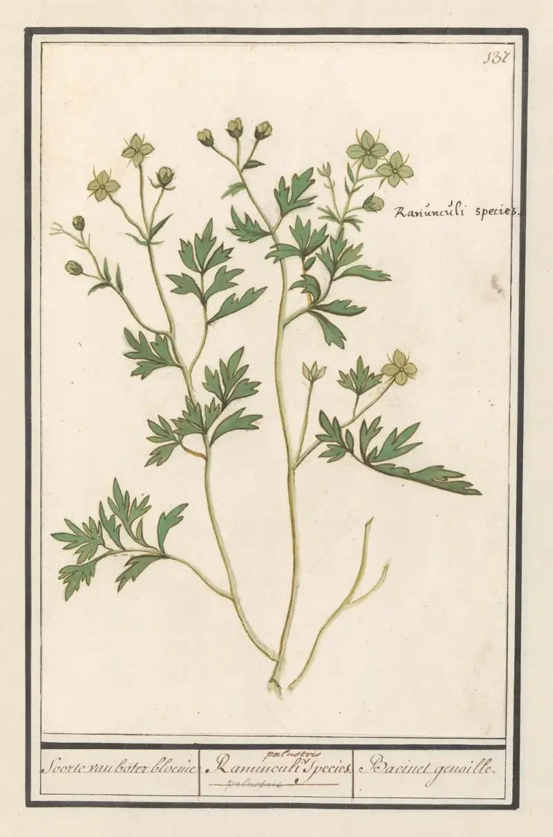 Boterbloem (Ranunculus) – arter av ranunkel av Anselmus Boëtius de Boodt
