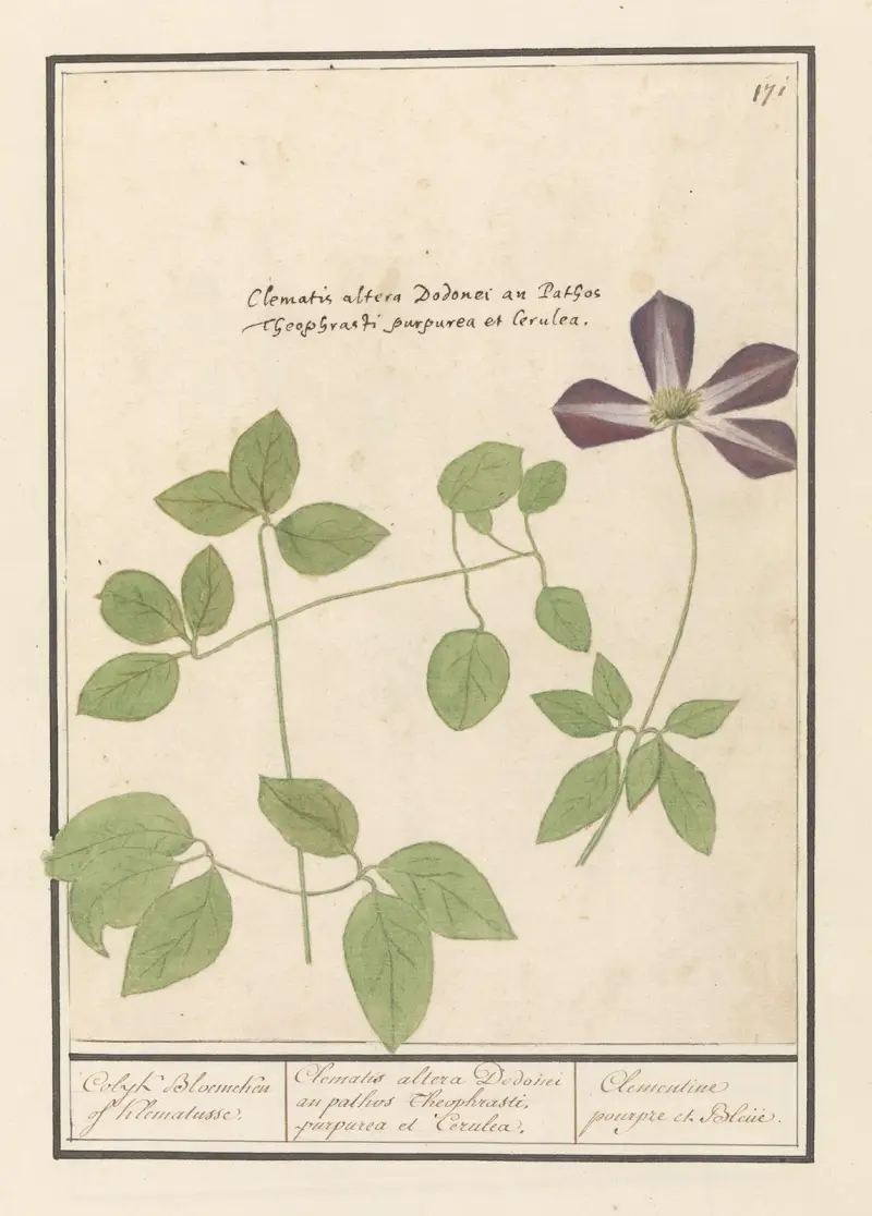 Klematis (Clematis) Colyk Bloemeken of Klematusse av Anselmus Boëtius de Boodt