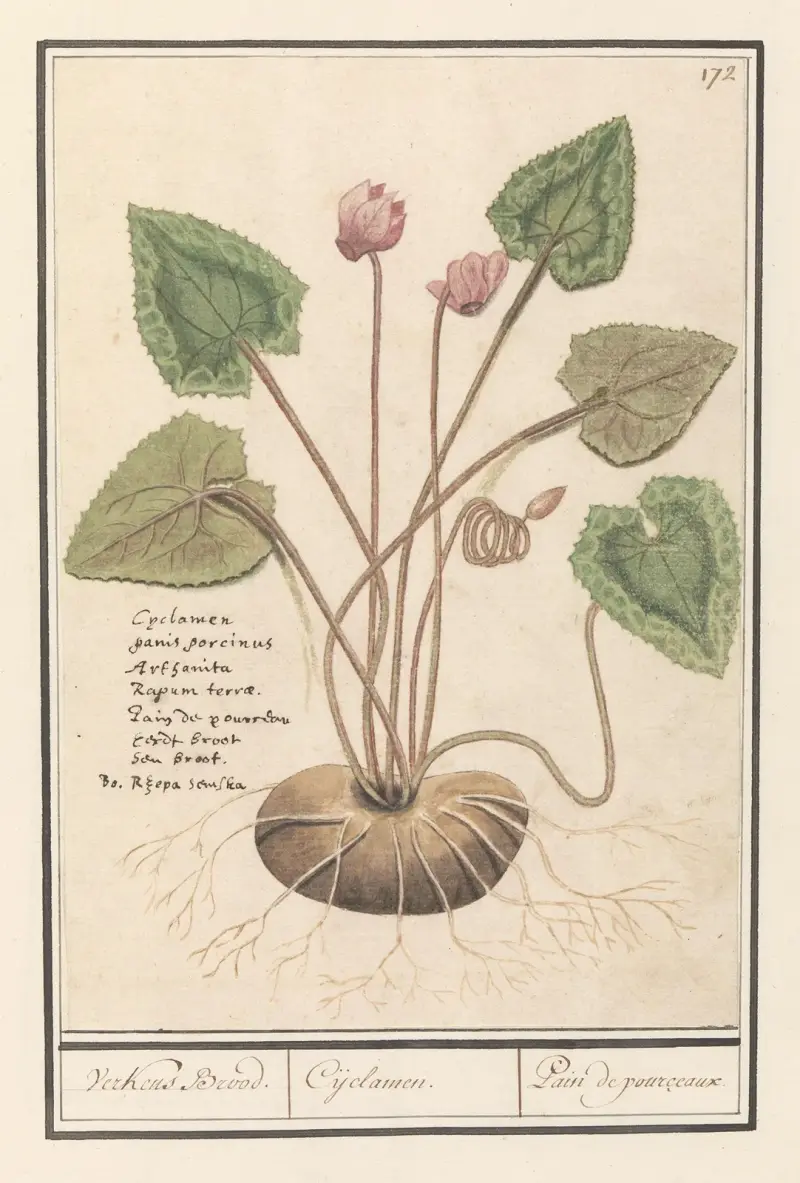 Cyklamen (Cyclamen), Anselmus Boëtius de Boodt