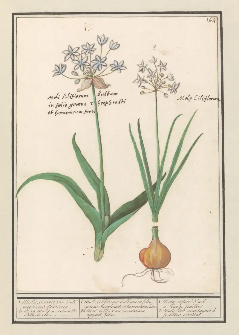 Czosnek niedźwiedzi (Allium ursinum), Anselmus Boëtius de Boodt