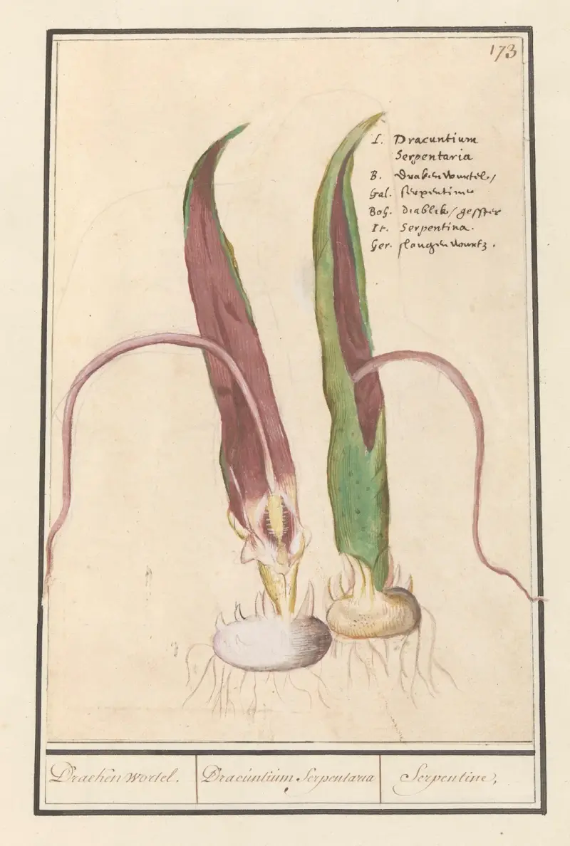Drakenört (Dracunculus vulgaris) av Anselmus Boëtius de Boodt