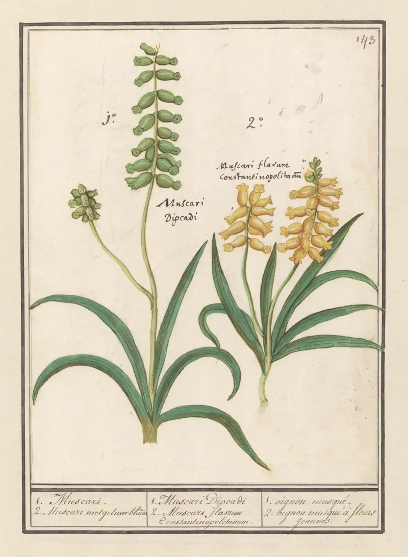 Druvhyacint (Muscari) 1. Muscari. 2. Muscari med gul blomma av Anselmus Boëtius de Boodt