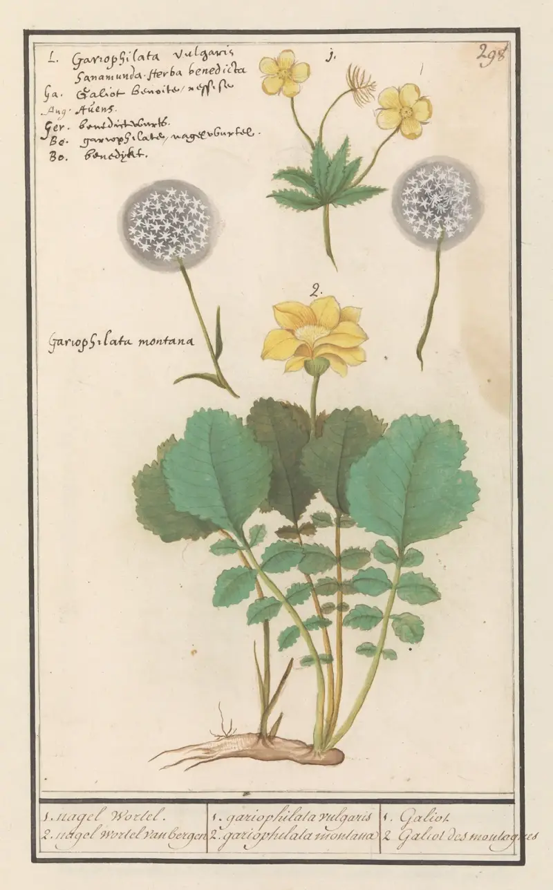 Geel nagelkruid (Geum urbanum) och Alpen geel nagelkruid (Geum montanum) av Anselmus Boëtius de Boodt