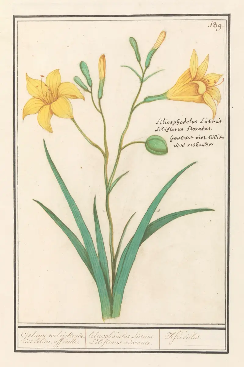 Žlutá lilie (Lilium), Anselmus Boëtius de Boodt