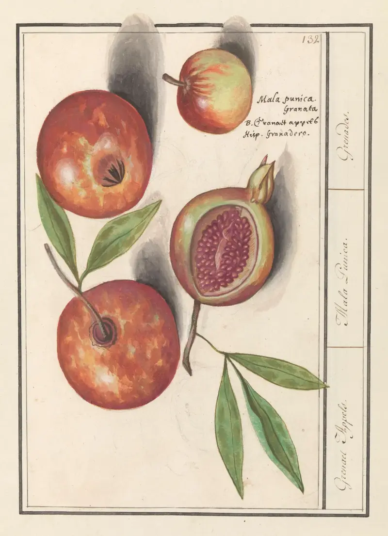 Granatäpple (Punica granatum) Grenaert Appels. Mala Punica. Grenades. av Anselmus Boëtius de Boodt