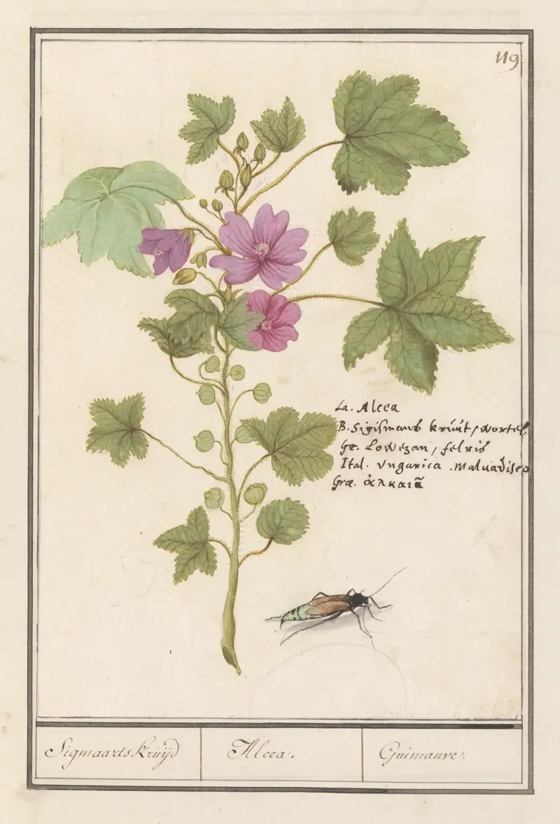 Stor malva (Malva sylvestris) av Anselmus Boëtius de Boodt