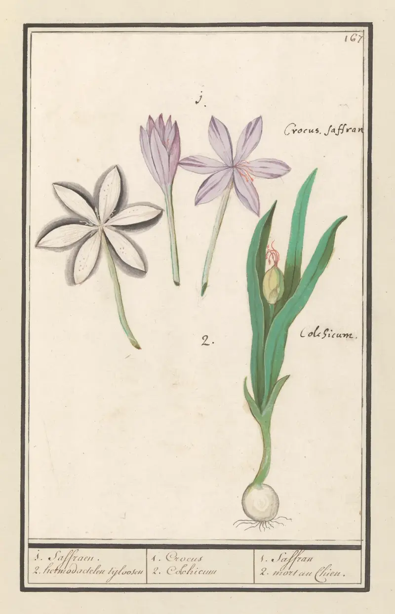 Herbstzeitlose (Colchicum autumnale) – 1. Safran. 2. Hermodactylus-Zeitlose von Anselmus Boëtius de Boodt