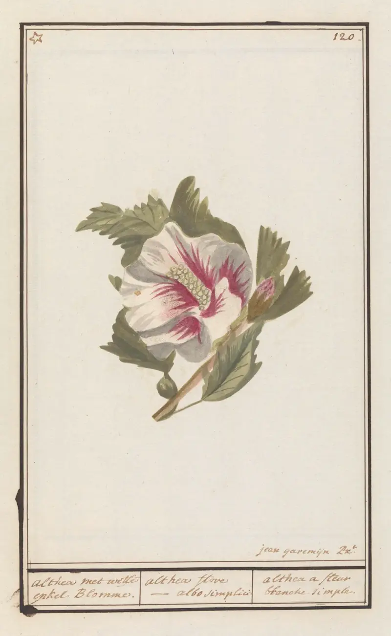 Hibiscus (Hibiscus syriacus) av Anselmus Boëtius de Boodt