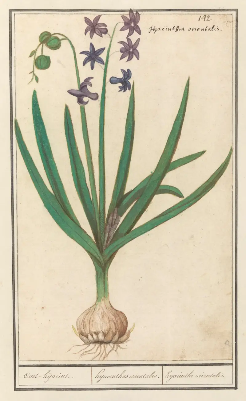 Hyacint (Hyacinthus orientalis) av Anselmus Boëtius de Boodt