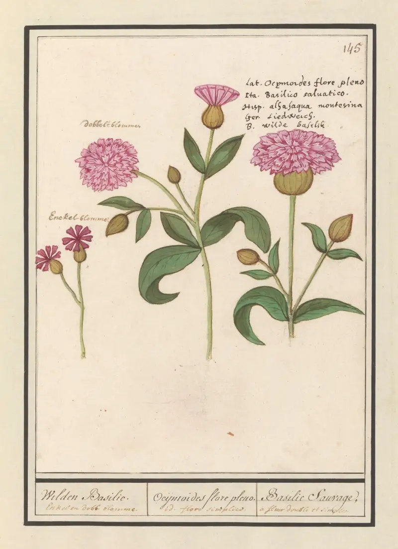 Rödblära (Silene dioica) av Anselmus Boëtius de Boodt