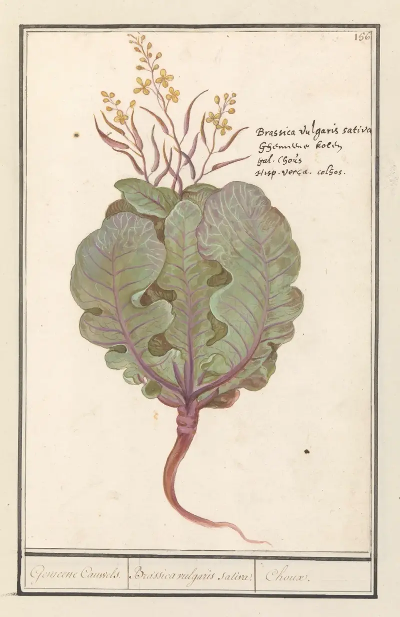 Kål (Brassica oleracea) av Anselmus Boëtius de Boodt