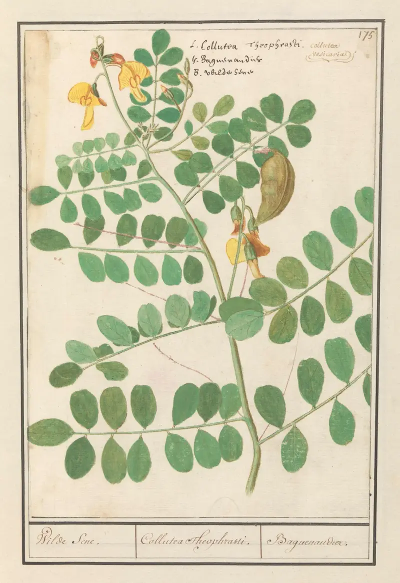 Linse (Lens culinaris) Wilder Senf. Collutea Theophrasti. Baguenandier. von Anselmus Boëtius de Boodt