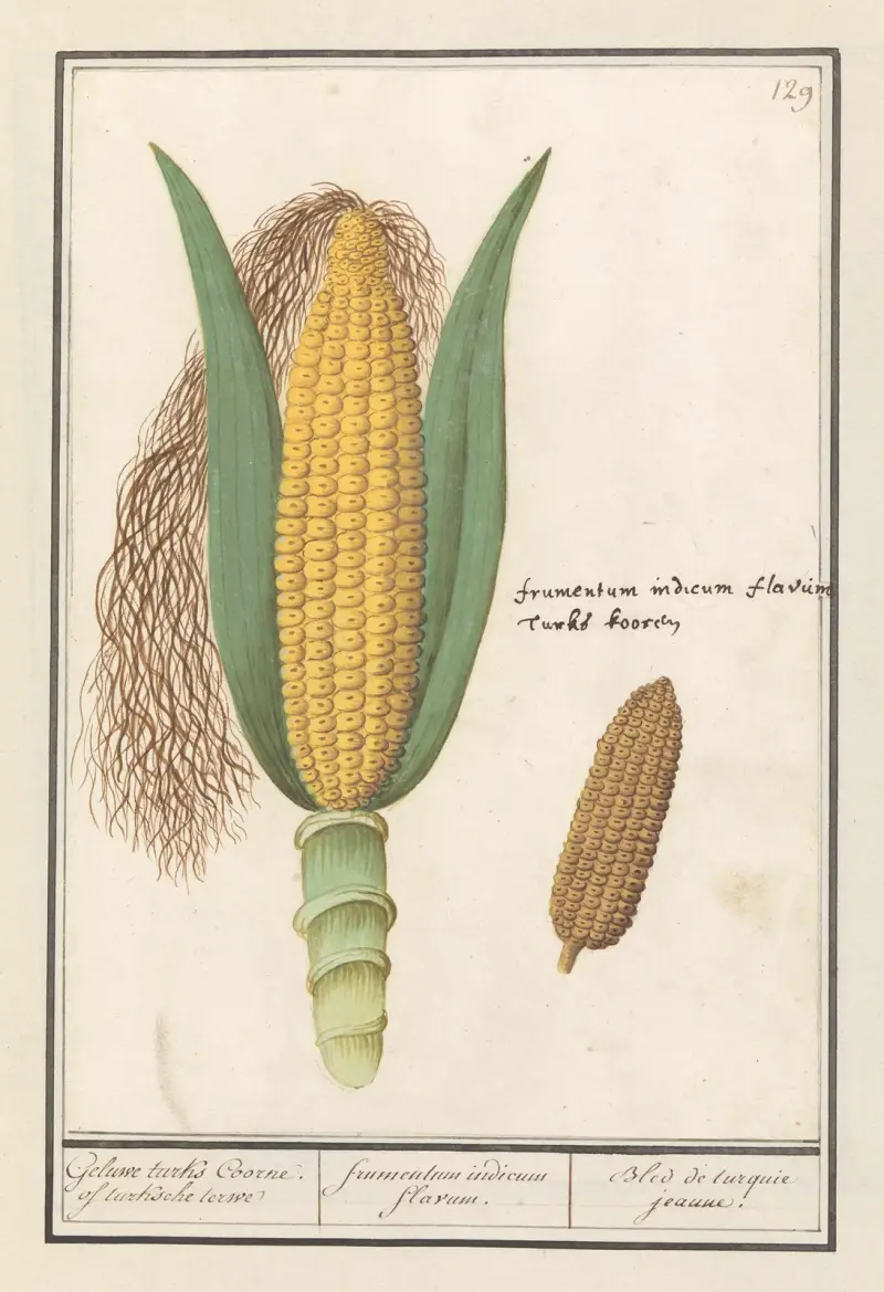Majs (Zea mays) av Anselmus Boëtius de Boodt