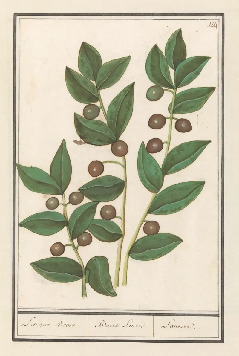 Oliv (Olea europaea) Laurier Boom. Bacca Laurus. Laurier av Anselmus Boëtius de Boodt