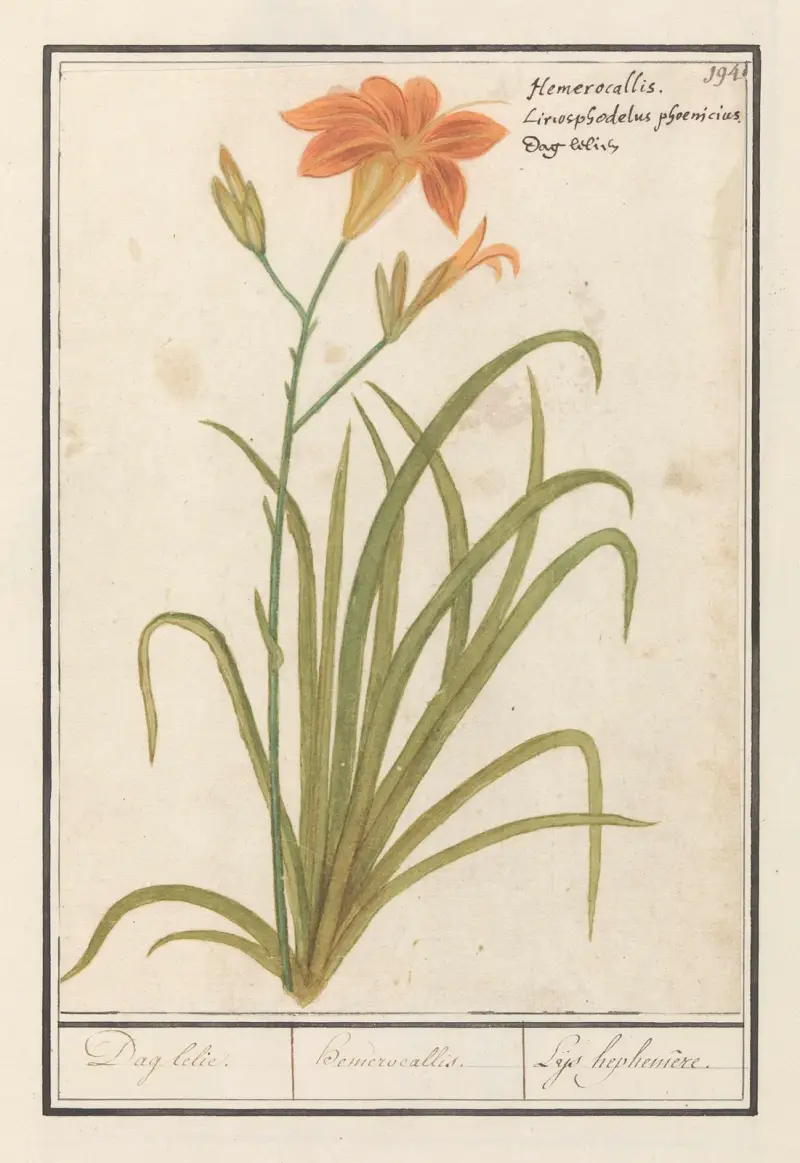 Orange daglilja (Hemerocallis) av Anselmus Boëtius de Boodt