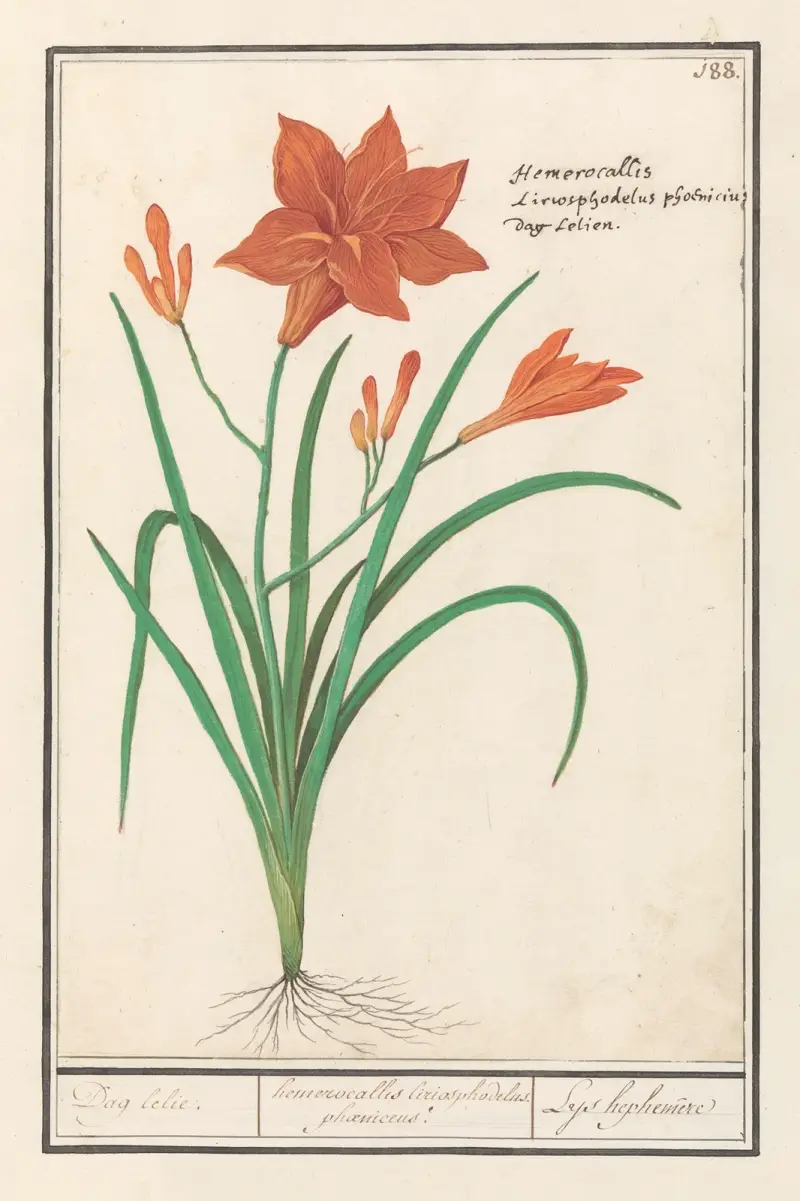 Orange daglilja (Hemerocallis) Dag lelie. hemerocallis liriosphodelus phoeniceus. Leys hephemere av Anselmus Boëtius de Boodt