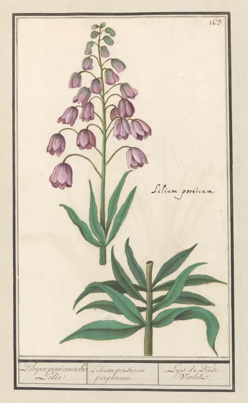 Persische Lilie (Fritillaria persica) von Anselmus Boëtius de Boodt
