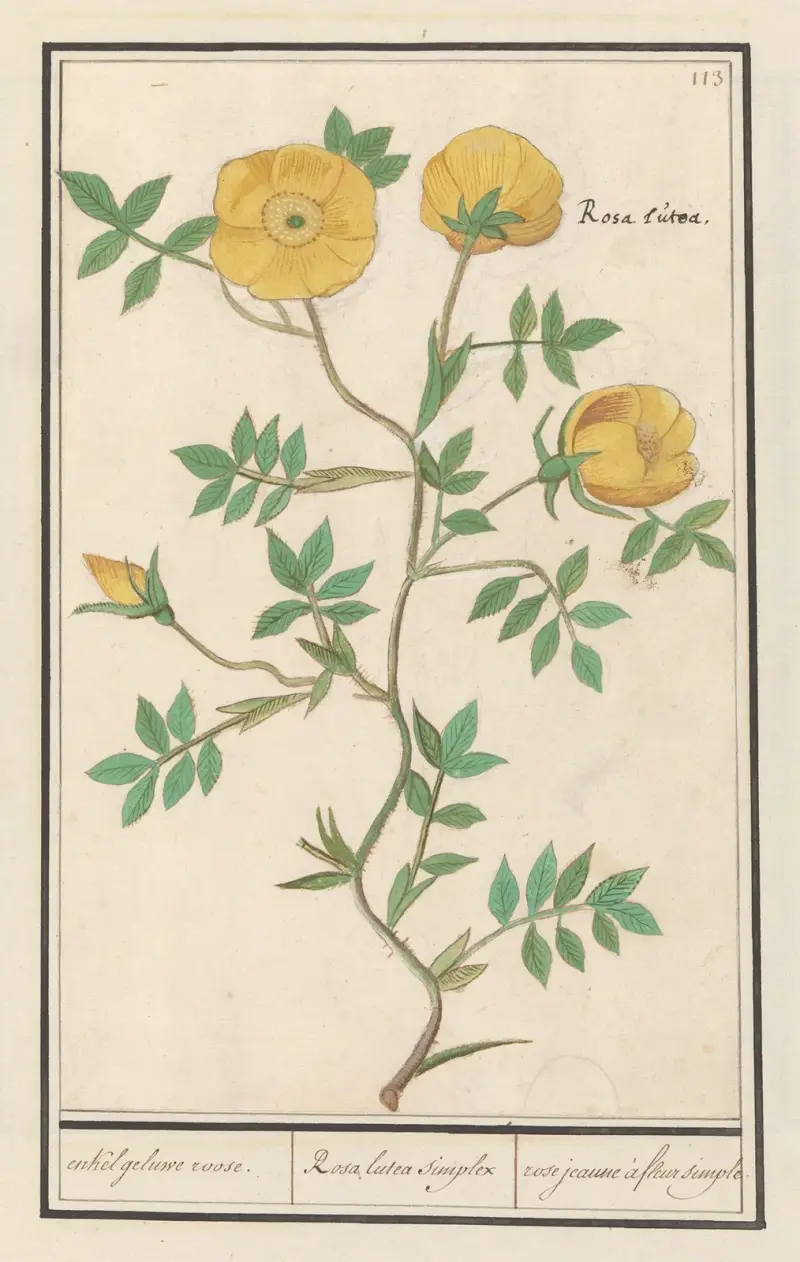 Einfache gelbe Rose von Anselmus Boëtius de Boodt