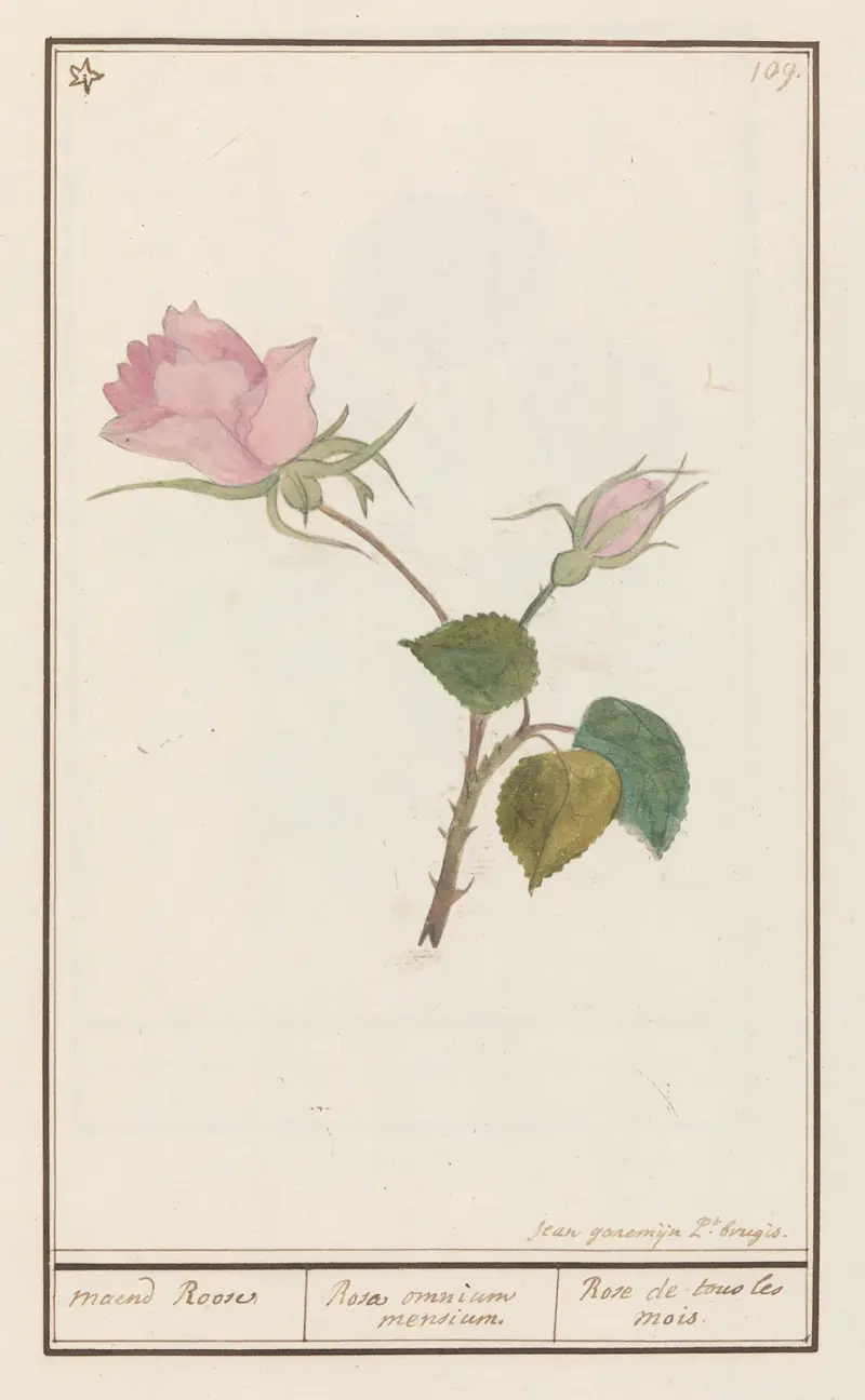 Rosa – rosor för alla månader av Anselmus Boëtius de Boodt