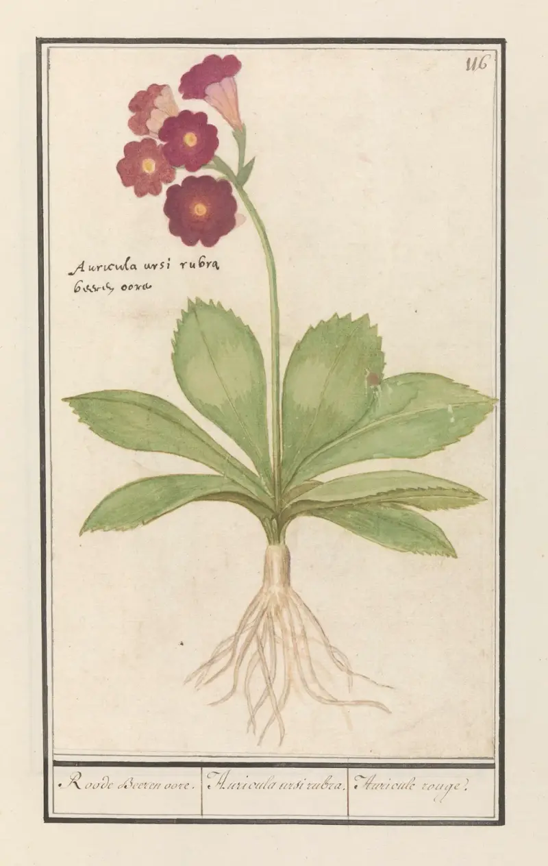 Gullviva (Primula) röda bär auricula av Anselmus Boëtius de Boodt