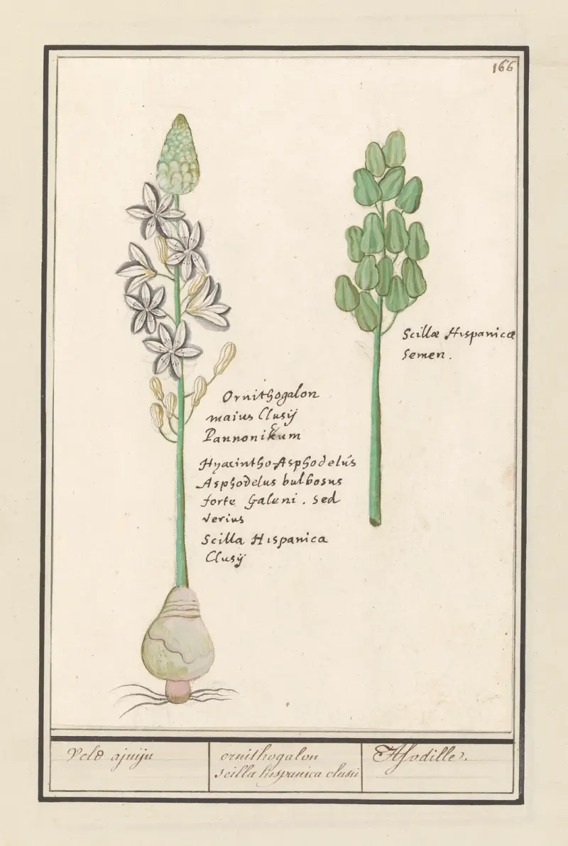 Spansk stjärnhyacint (Scilla) av Anselmus Boëtius de Boodt
