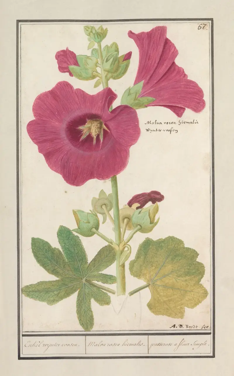 Stockros (Alcea rosea), enkel vinterros av Anselmus Boëtius de Boodt