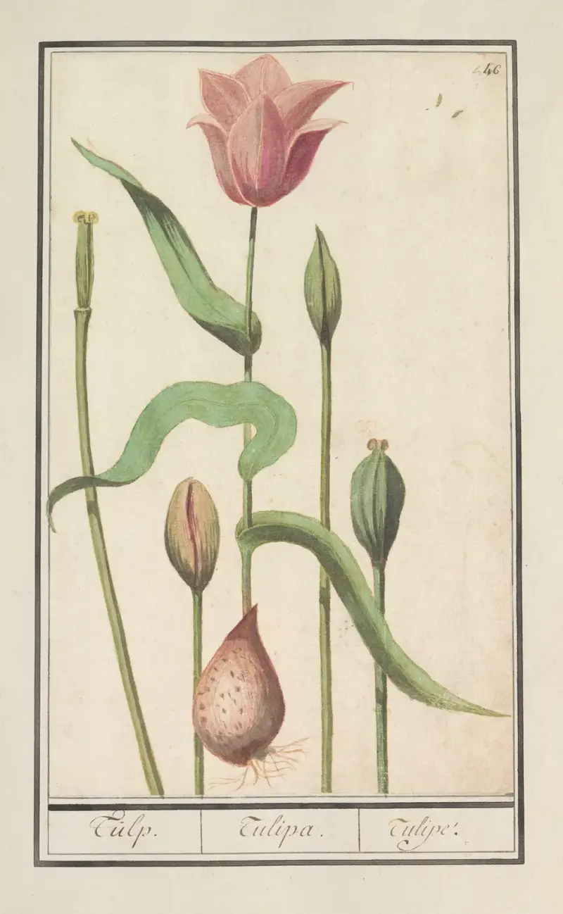 Tulipán (Tulipa), Anselmus Boëtius de Boodt