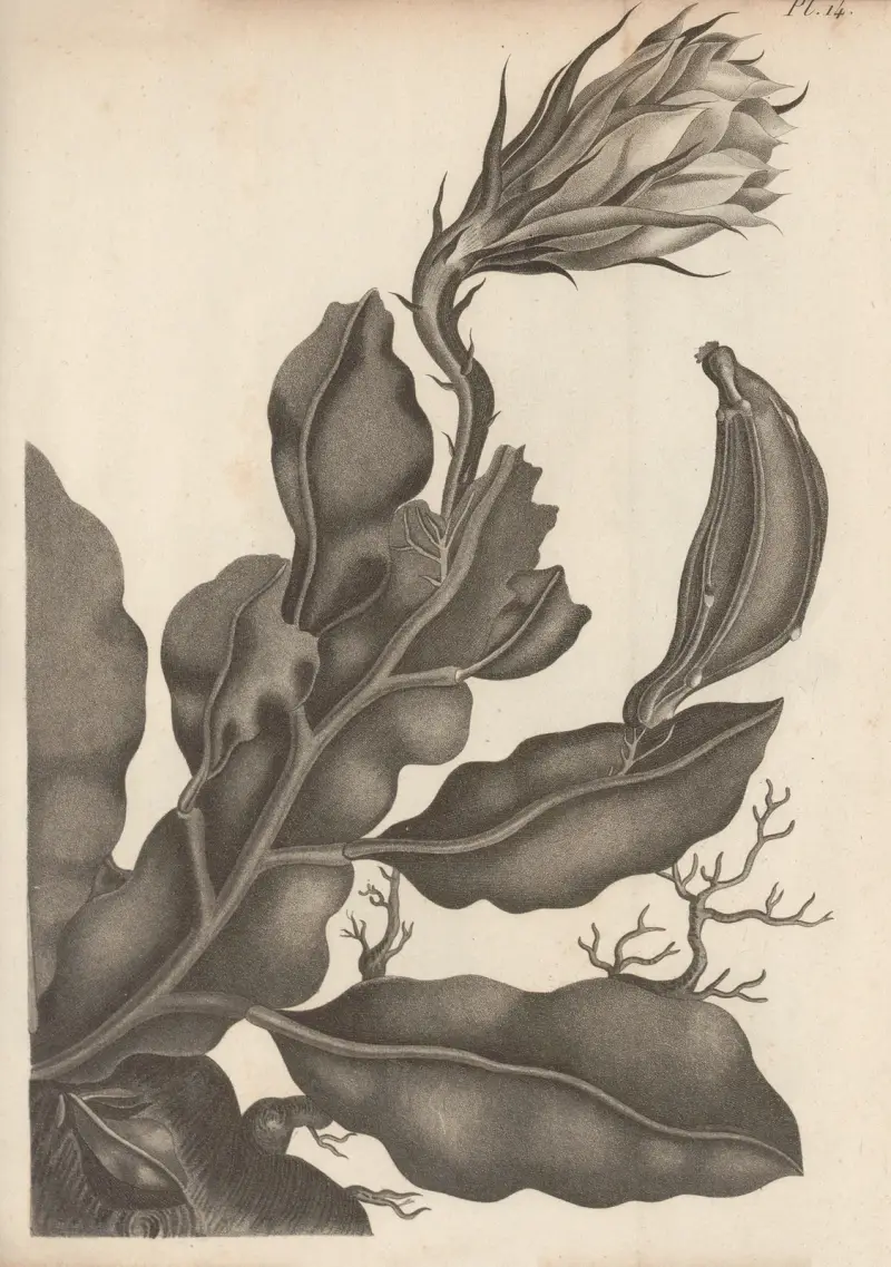 Cereus oxypetalus, Augustin Pyramus de Candolle