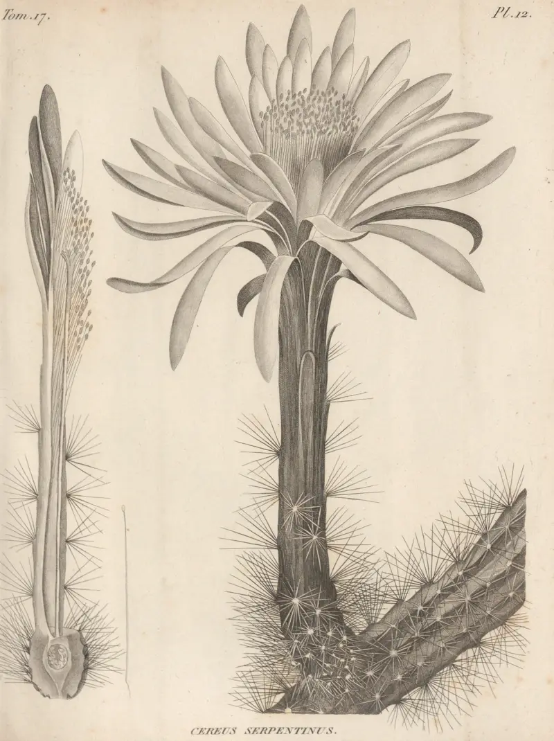 Cereus serpentinus, Augustin Pyramus de Candolle