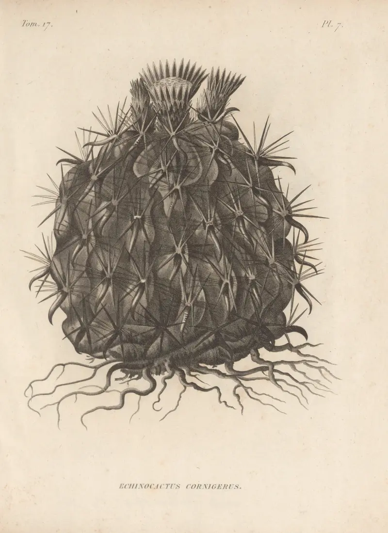 Echinocactus cornigerus von Augustin Pyramus de Candolle