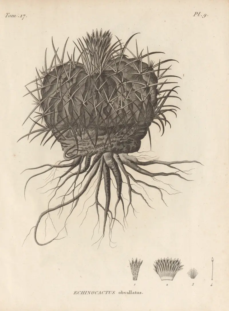 Echinocactus obvallatus von Augustin Pyramus de Candolle
