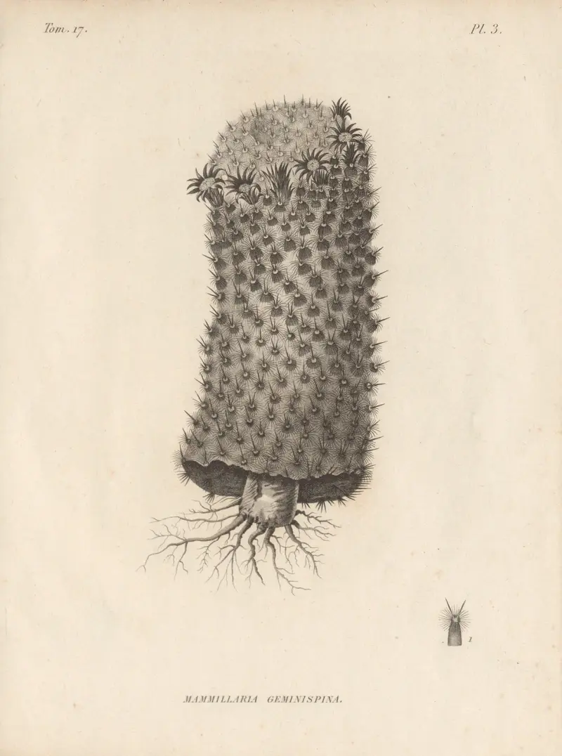 Mammillaria geminispina av Augustin Pyramus de Candolle
