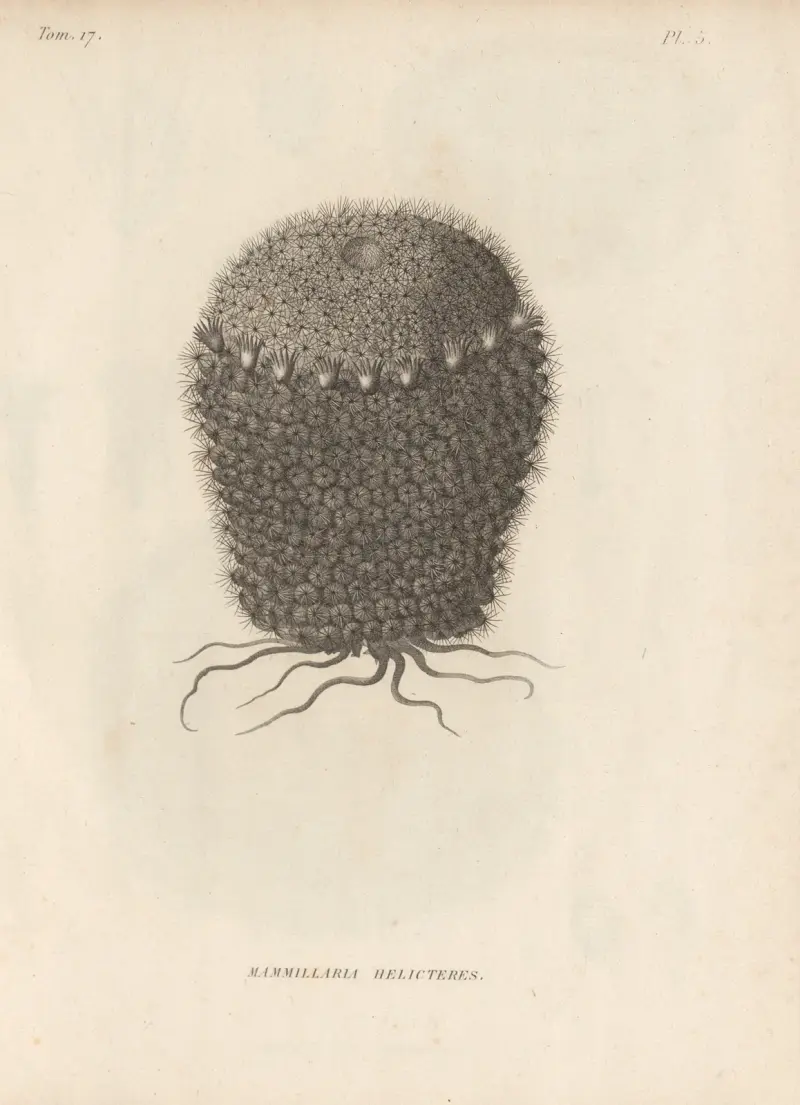 Mammillaria helicteres av Augustin Pyramus de Candolle