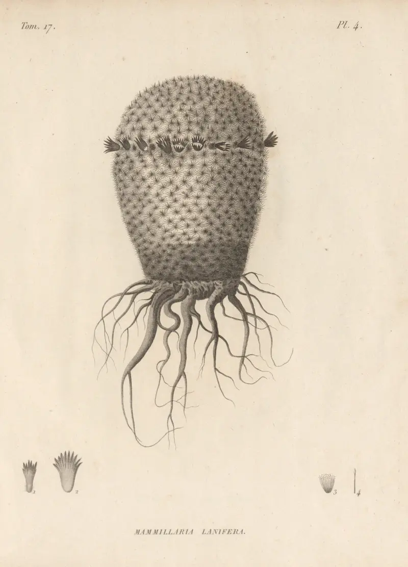 Mammillaria lanifera av Augustin Pyramus de Candolle