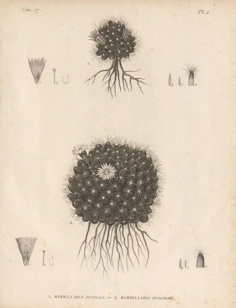 Mammillaria pusilla, Mammillaria discolor av Augustin Pyramus de Candolle