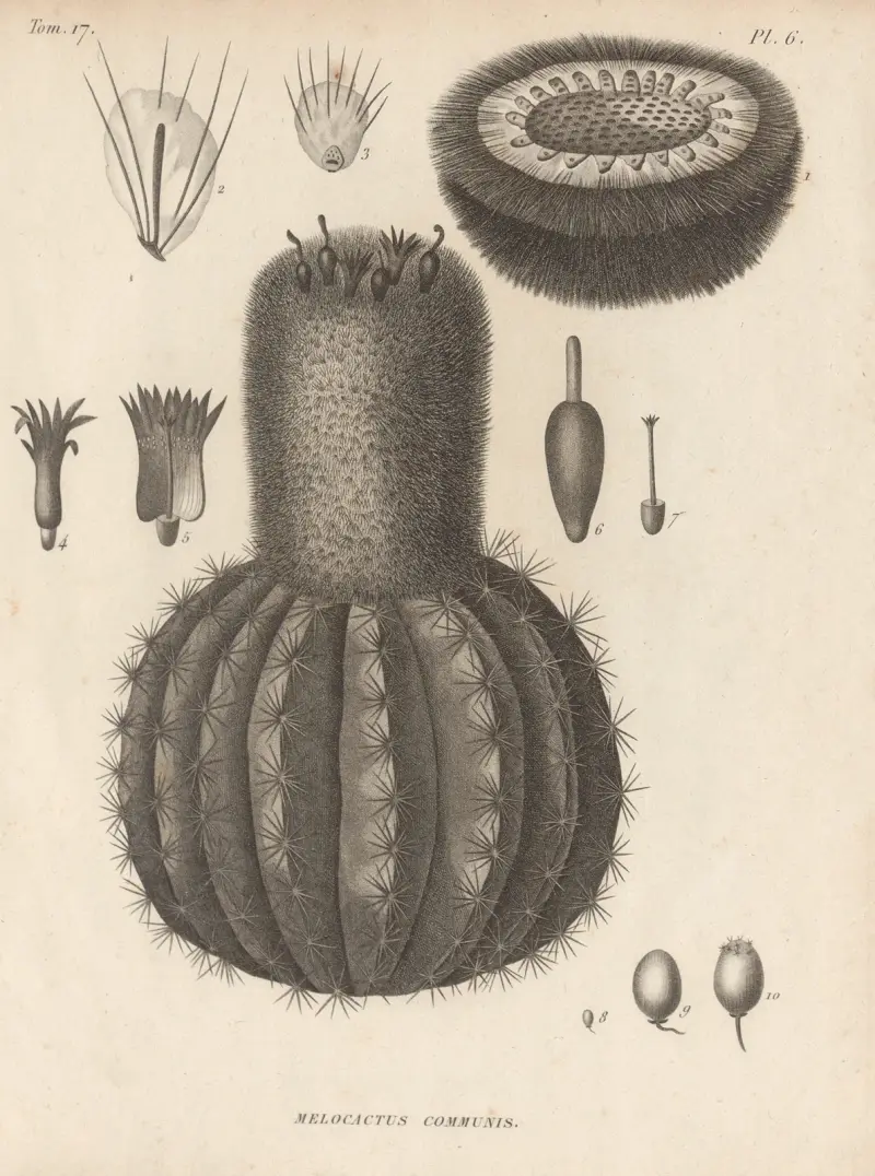 Melocactus communis, Augustin Pyramus de Candolle