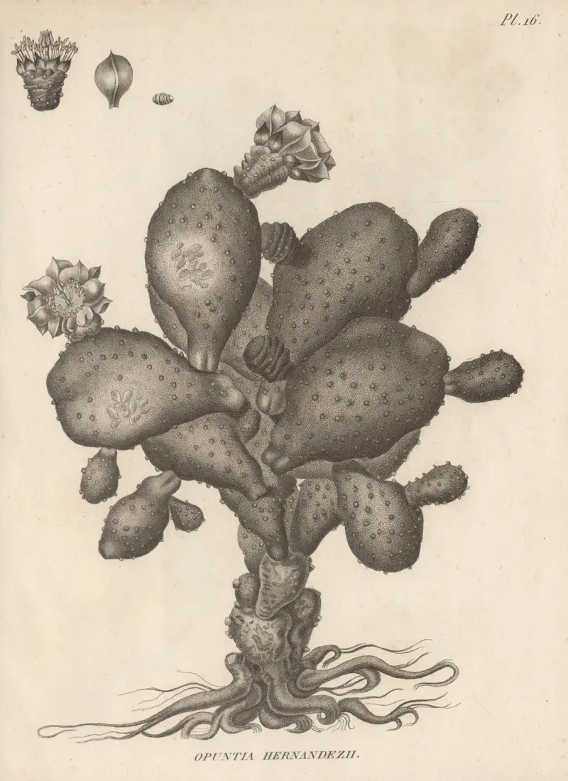 Opuntia hernandezii, Augustin Pyramus de Candolle
