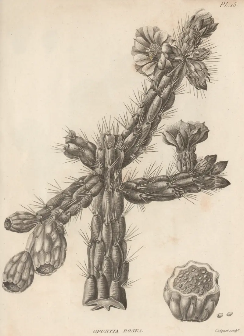 Opuntia rosea, Augustin Pyramus de Candolle