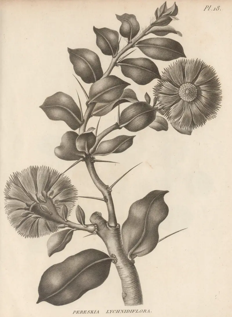 Pereskia lychnidiflora av Augustin Pyramus de Candolle
