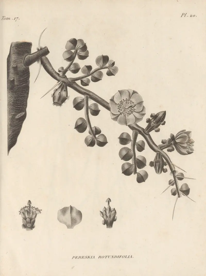 Pereskia rotundifolia von Augustin Pyramus de Candolle