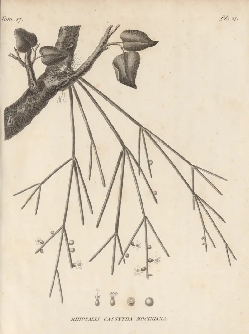Rhipsalis cassytha mociniana av Augustin Pyramus de Candolle