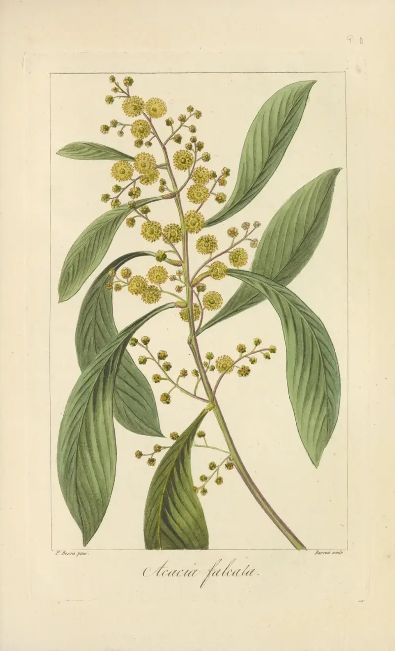 Acacia falcata av Jean Claude Michel Mordant de Launay